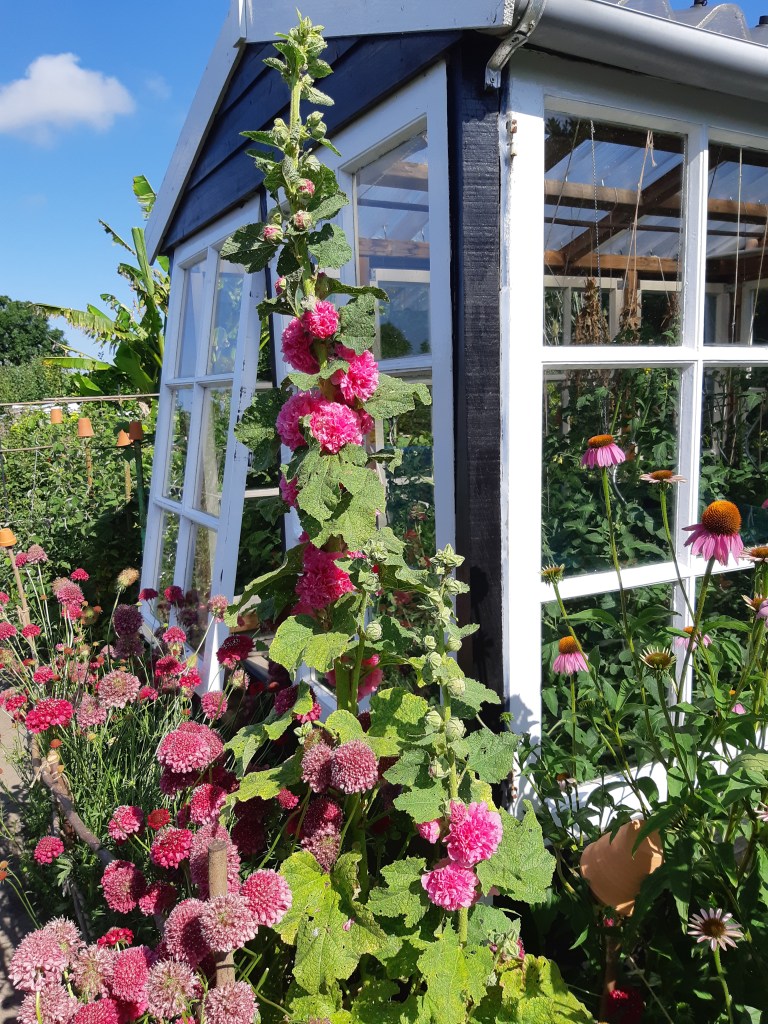 Bloemen in de moestuin