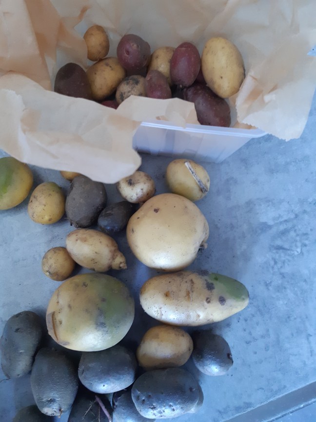 Zelf pootgoed bewaren aardappelen