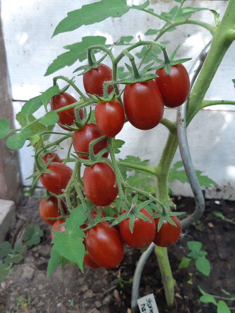 Tomaat Stormin Norman