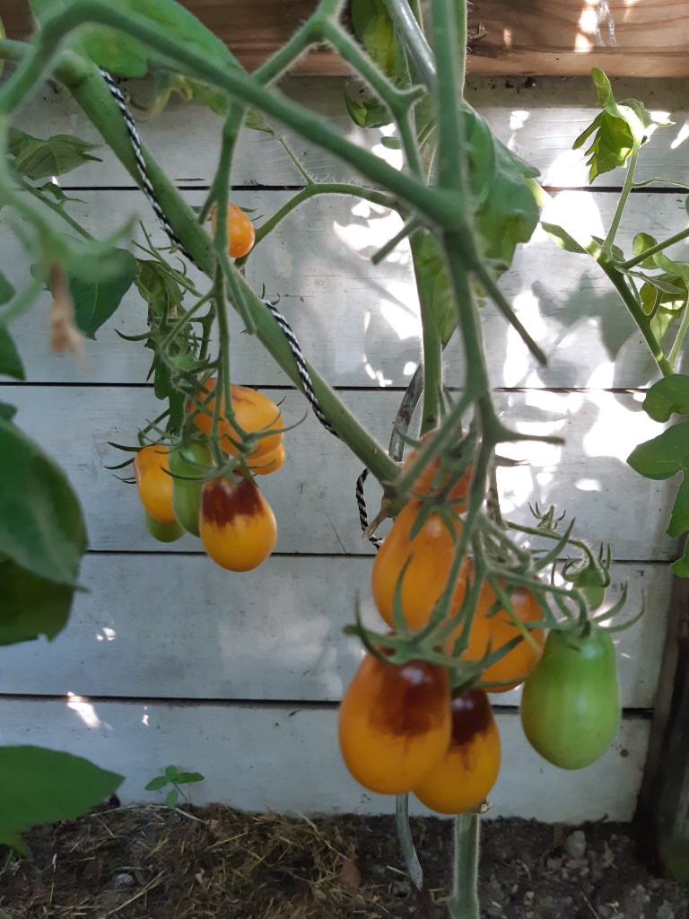 Tomaat Indigo Pear Drops