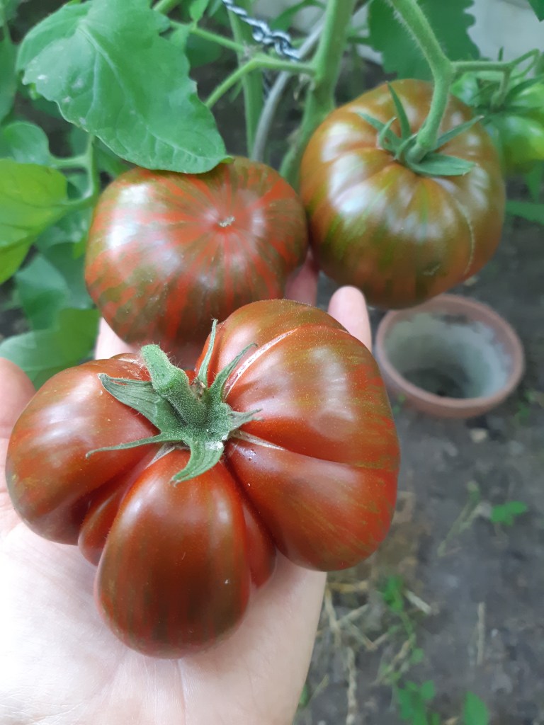 Tomaat Black & Red Boar