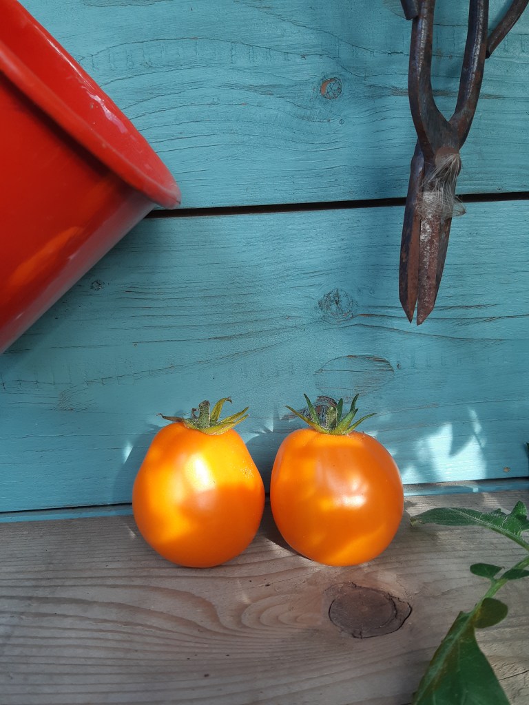 Tomaat Aladdin's Lamp