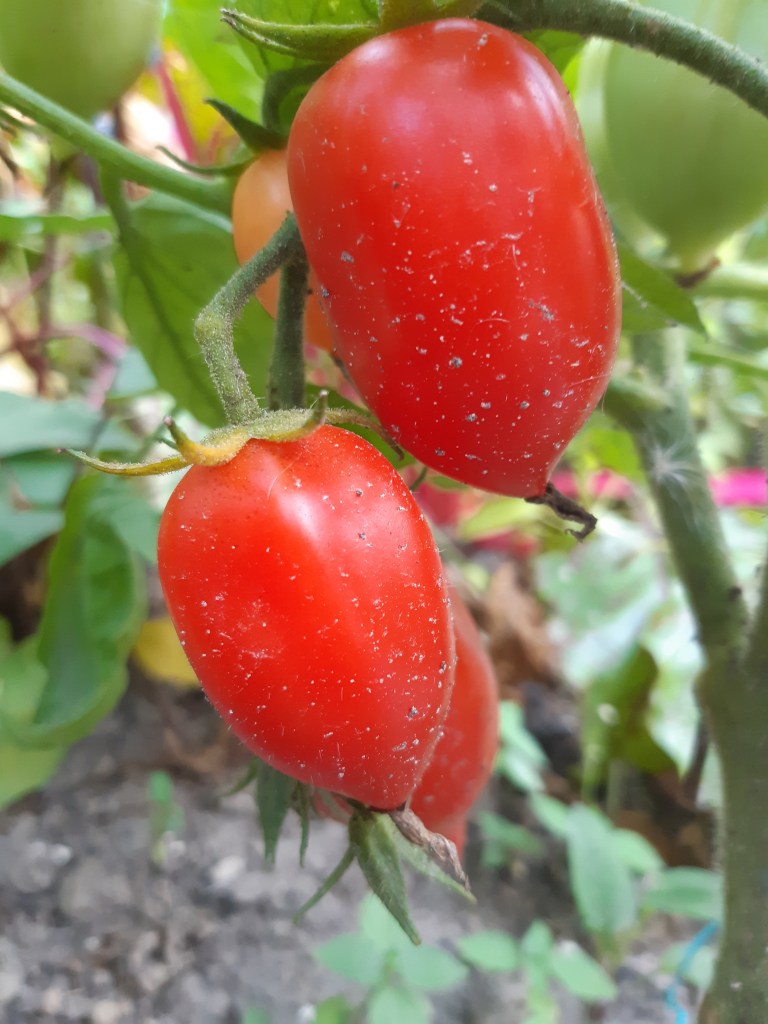 Tomaat Ropreco Paste