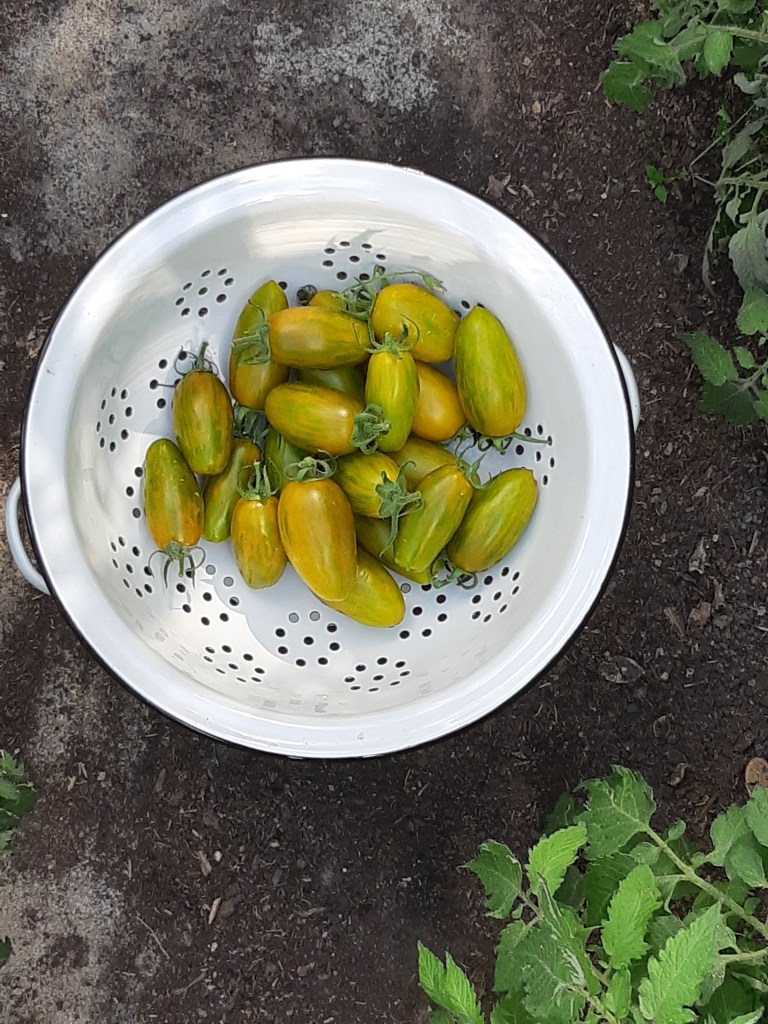 Tomaat Favorie de Bretagne