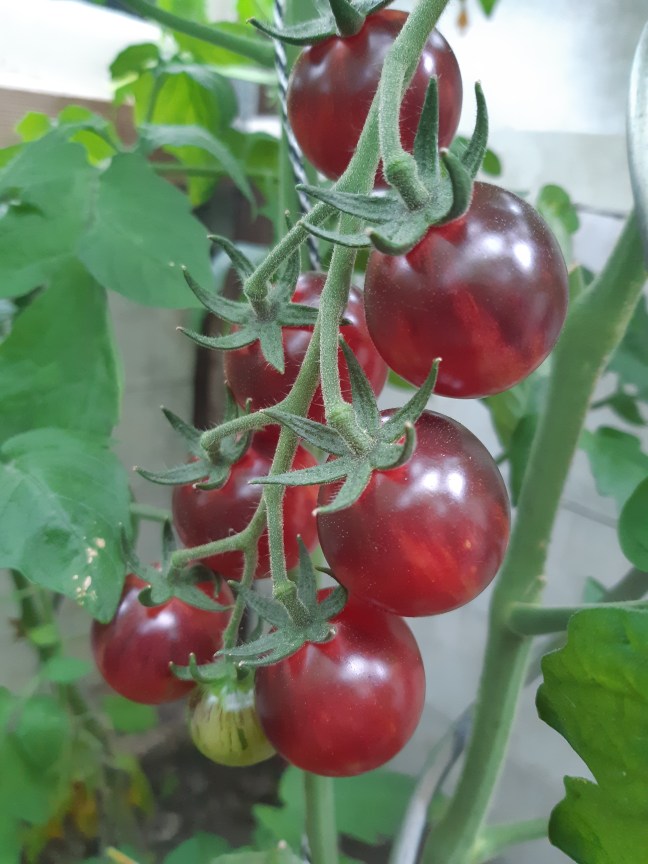 Tomaat Black Strawberry