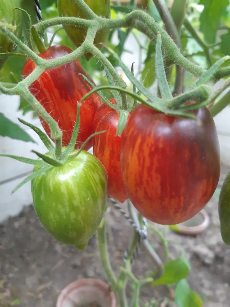 Tomaat Princess of Gothic