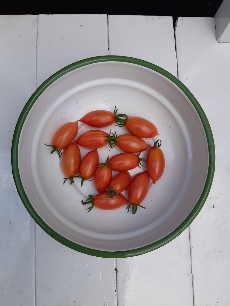 Tomaat Chocolate Striped Icicle