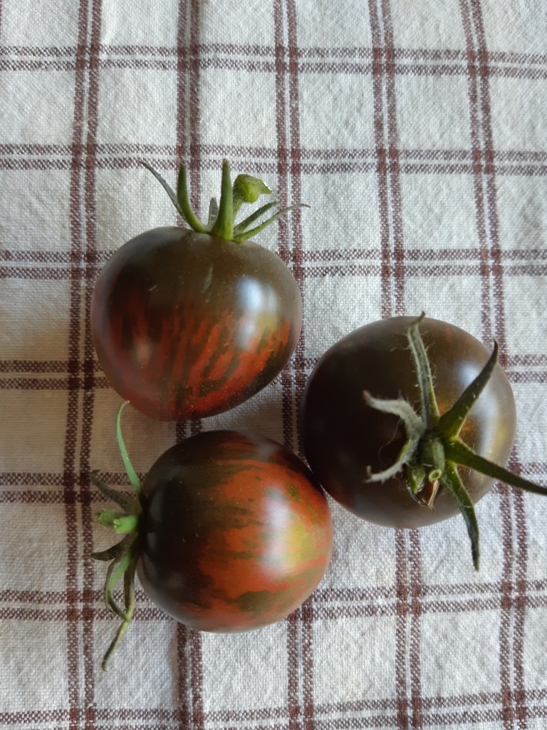 Tomaat Black Green Zebra