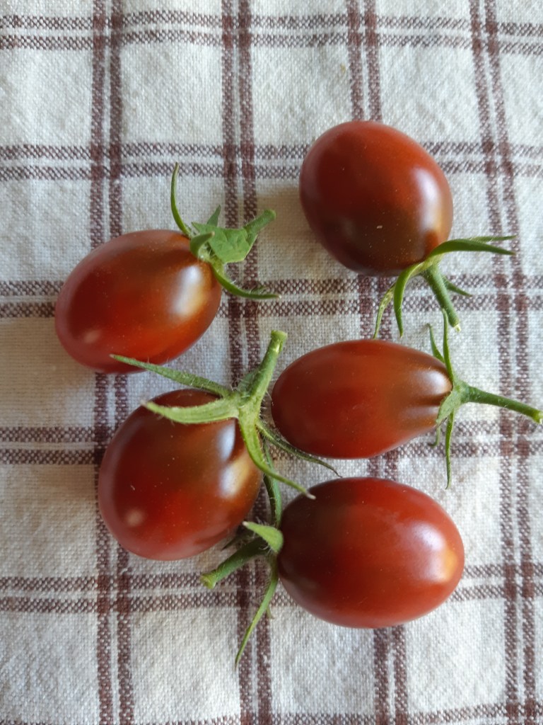 Tomaat Sinister Minister