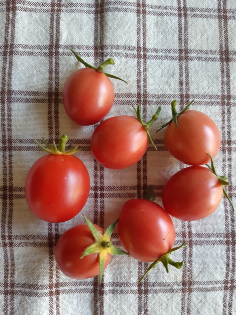 Tomaat Pink Thai Egg