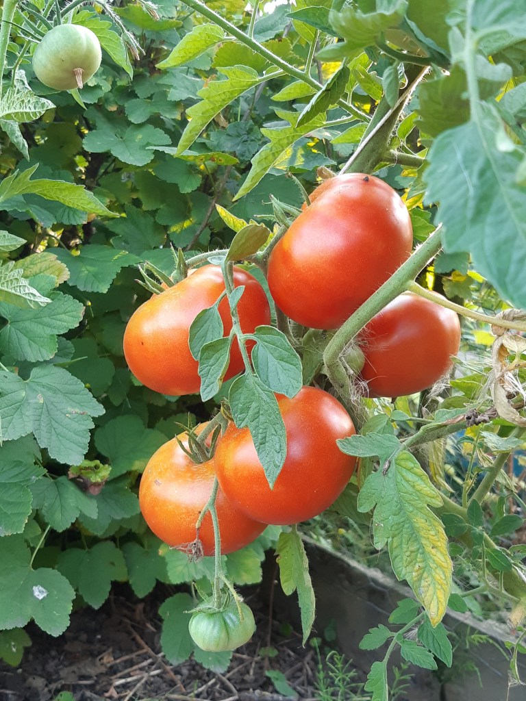 Tomaat Rondobella