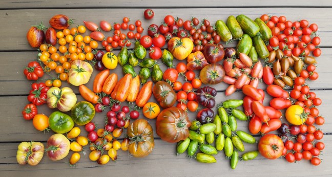 Tomatenoogst 2025 Flad lay