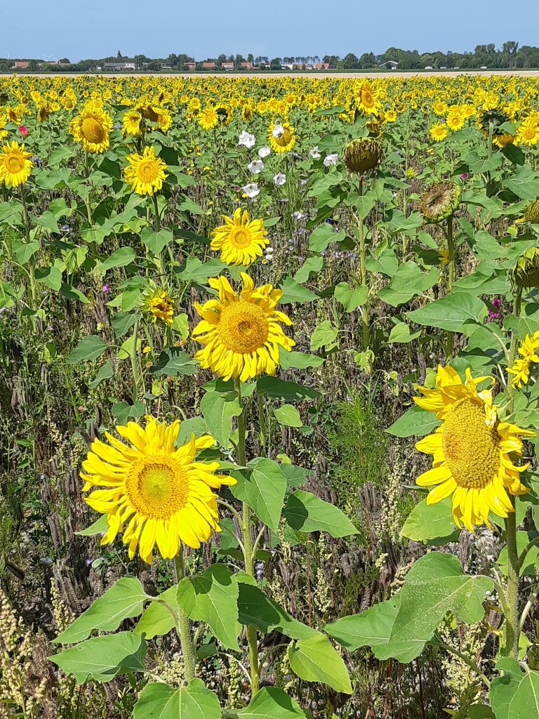 Zonnebloemen