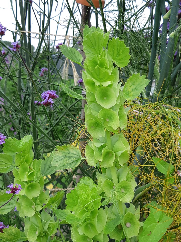 Moluccella Bells of Ireland