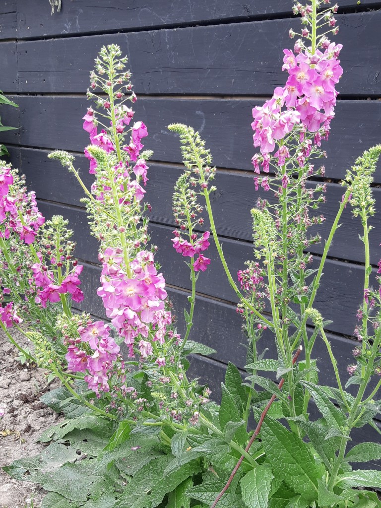 Verbascum Phoenicum Antique Rose