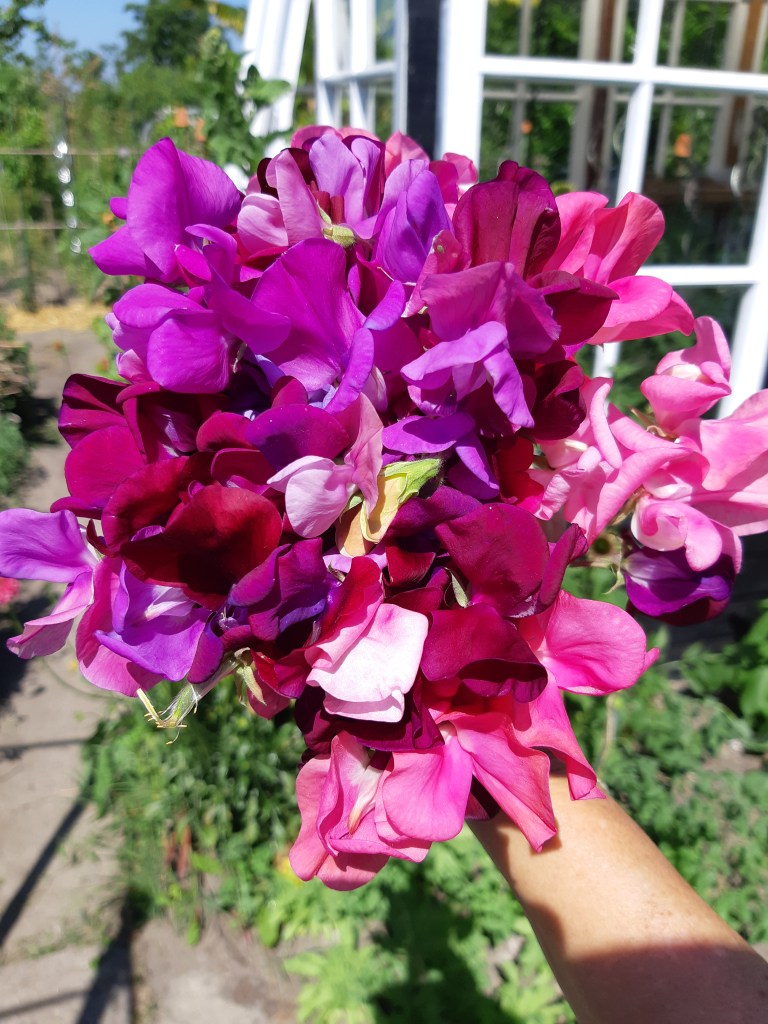 Lathyrus mix
