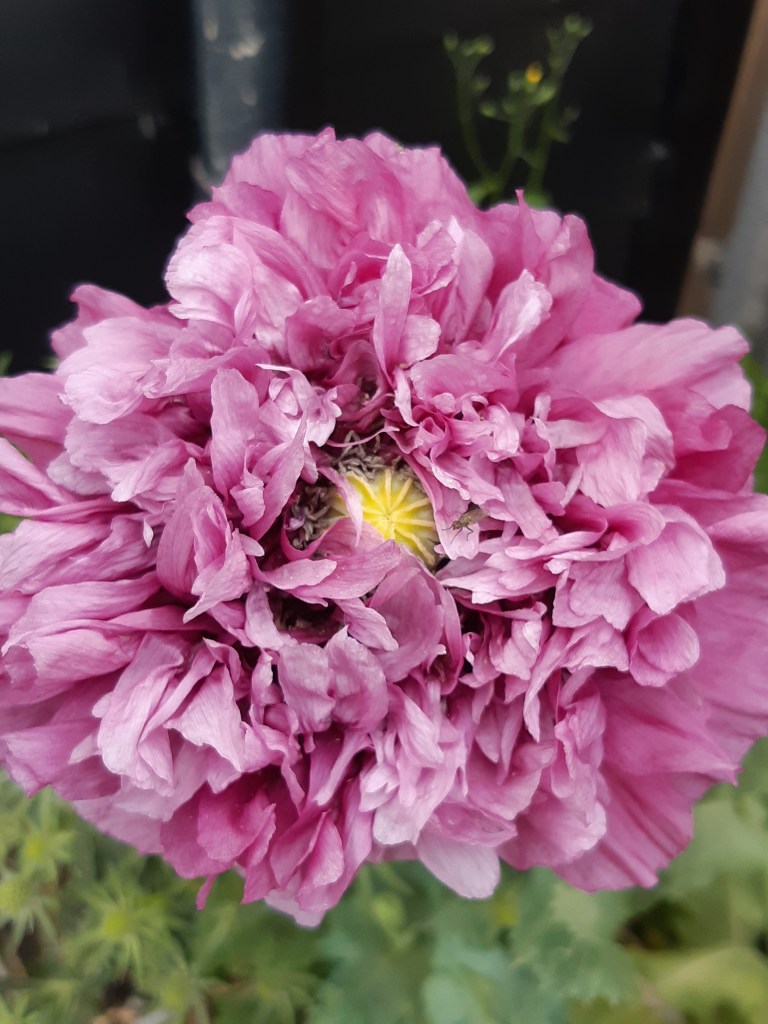 Papaver Somniferum Purple Peony