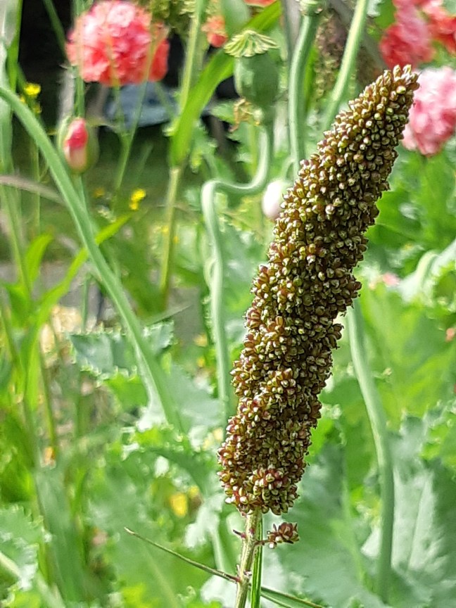 Green Foxtail Millet