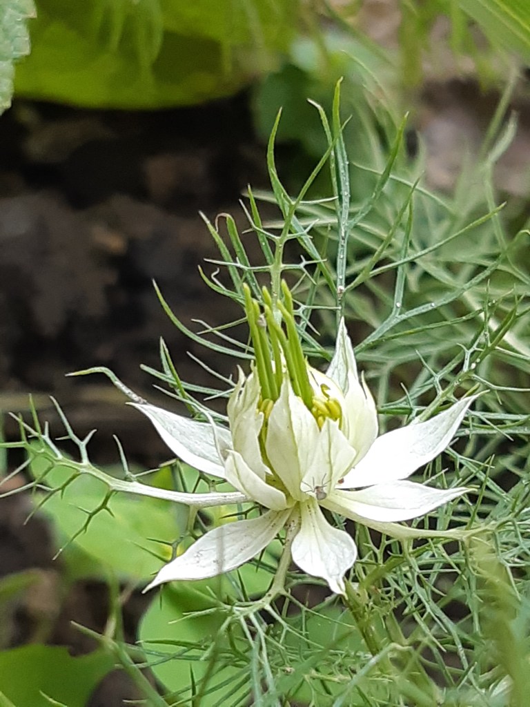 Nigella Albion Green Pod
