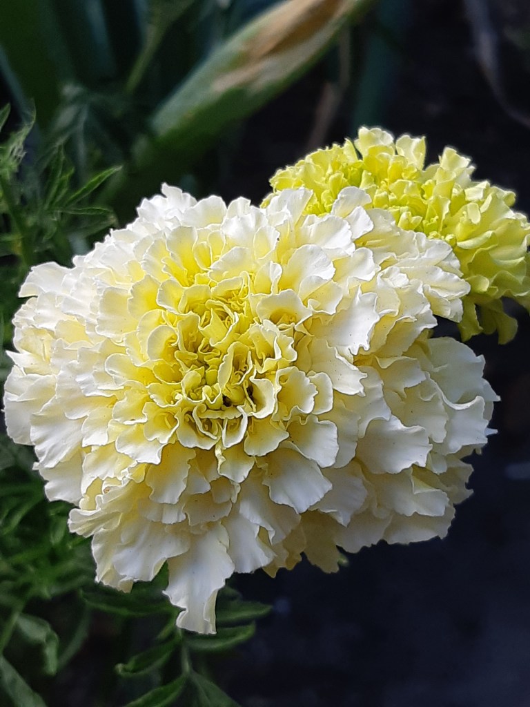 Tagetes Eskimo