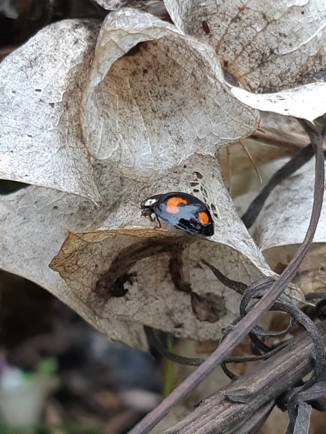 Veelkleurig Aziatisch Lieveheersbeestje