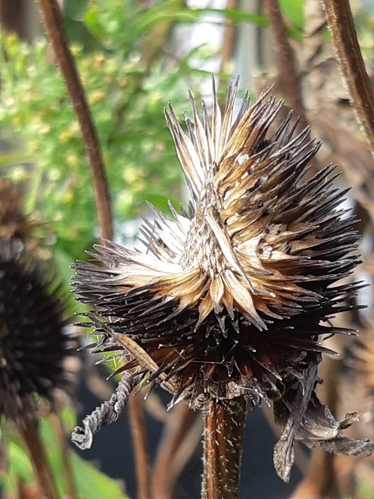 Echinacea in de herfst