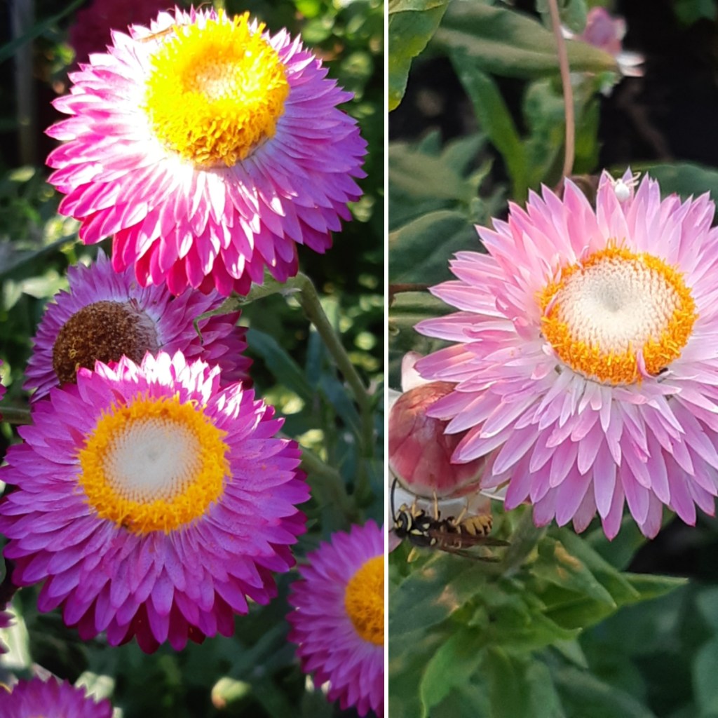 Helichrysum Bracteatum mix