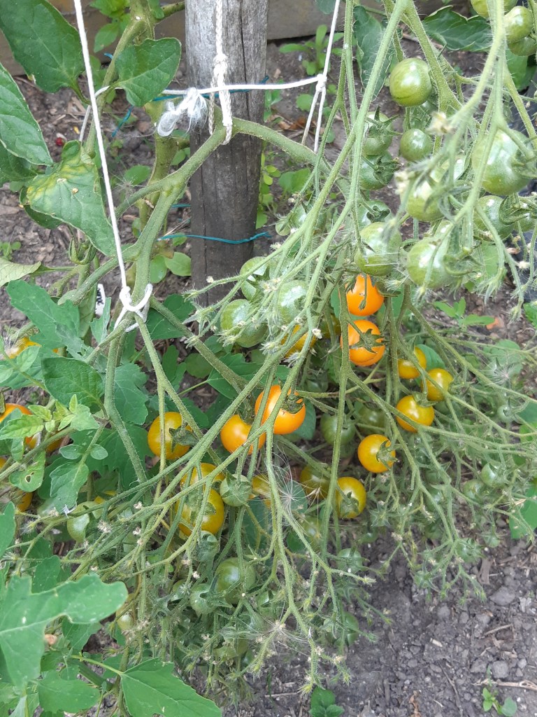 Tomaat Orange Centiflor