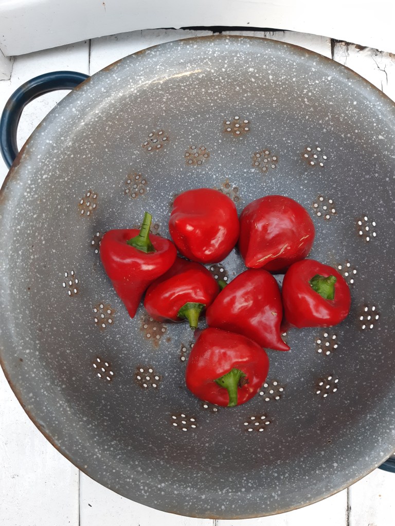 Paprika Kaboutermuts