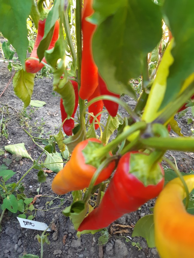 Paprika Sweet Banana