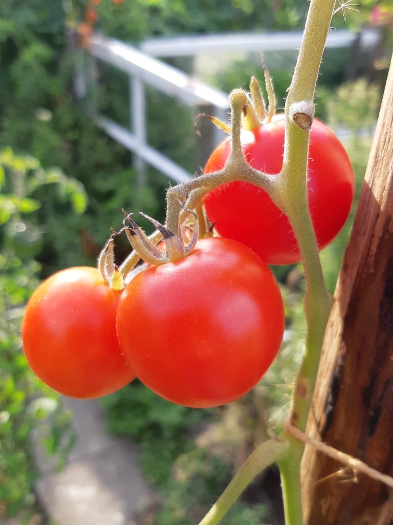 Tomaat Matina