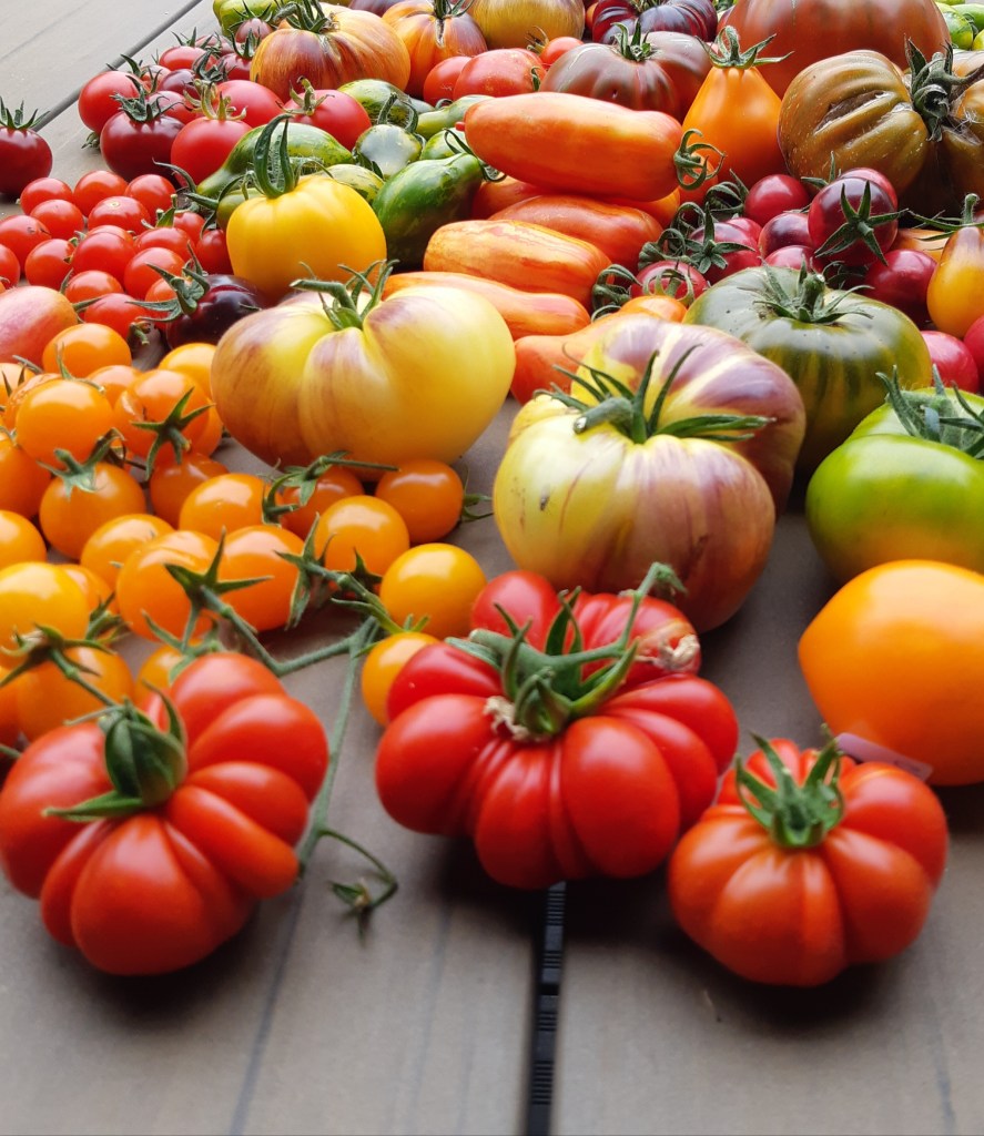 Tomaat Costoluto Genovese