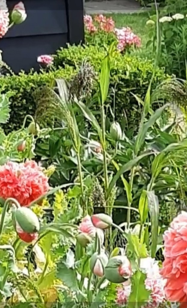 Millet Violet Green Drops