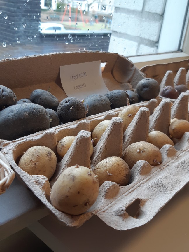 Pootaardappels voorkiemen