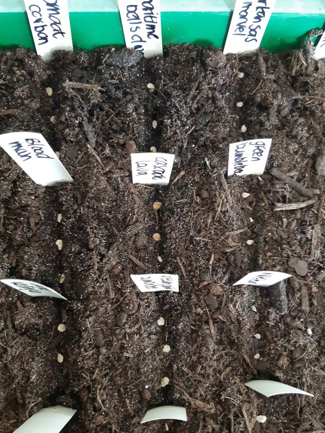 Wanneer tomaten zaaien