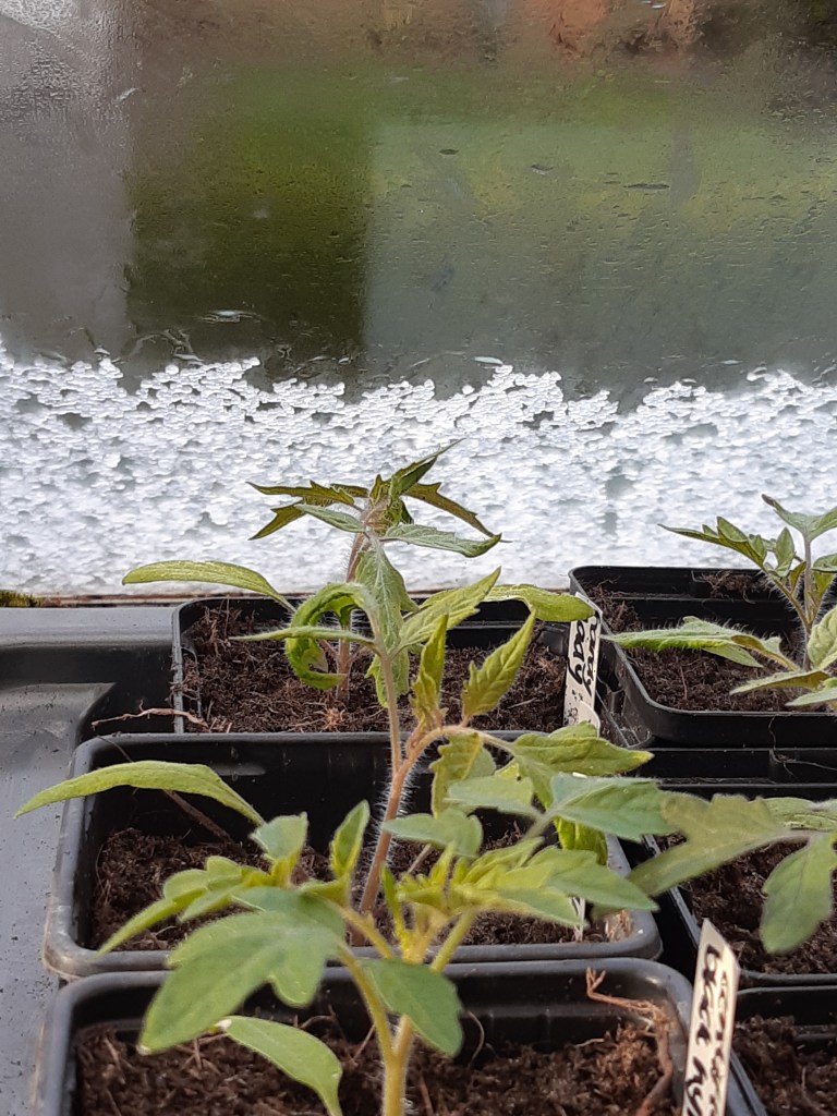 Tomatenplanten in maart