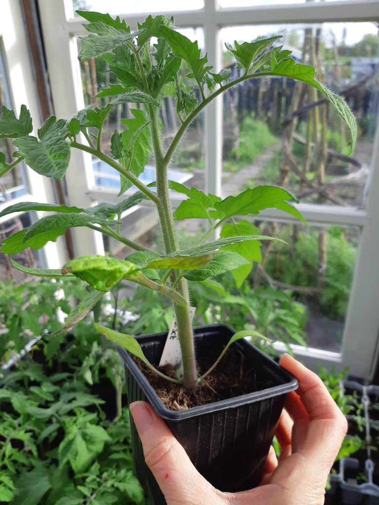 Tomatenplanten uitplanten