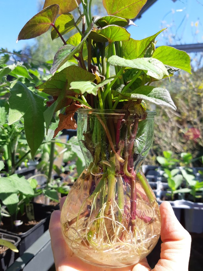 Zoete aardappel kweken