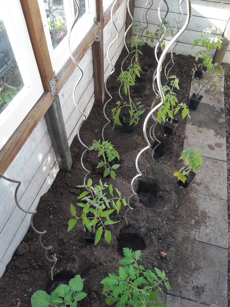 Tomatenplanten uitplanten