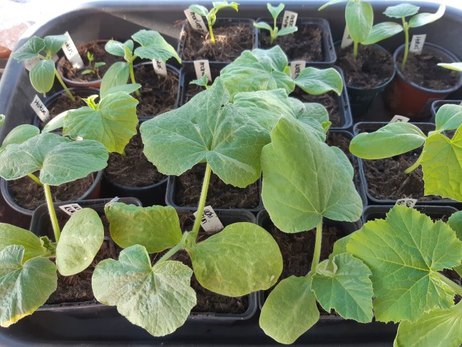 Vruchtgewassen afharden