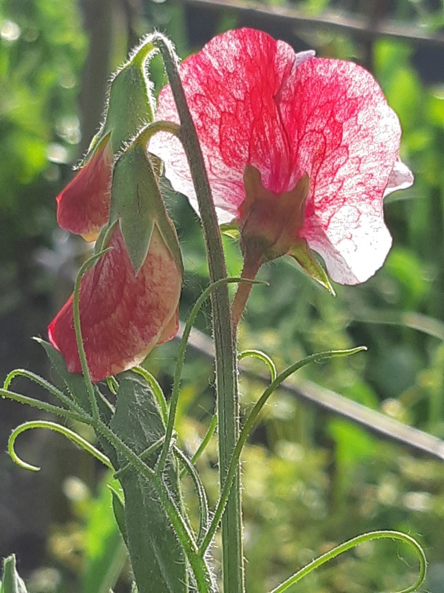 Lathyrus Odoratus America