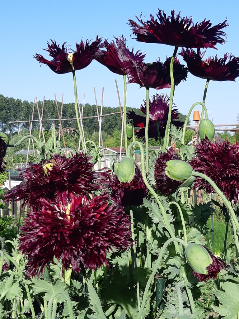 Papaver Black Swan