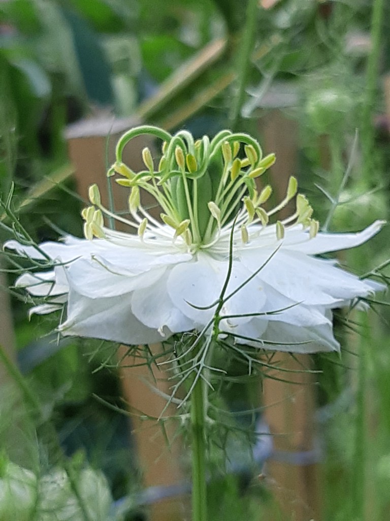 Nigella Albion Green Pod