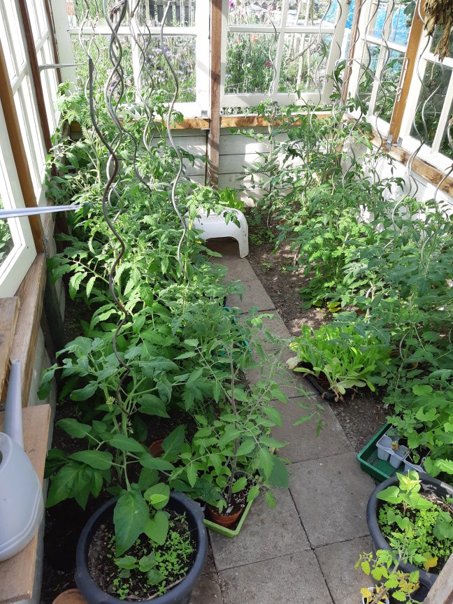 Tomaten in de kas tikken