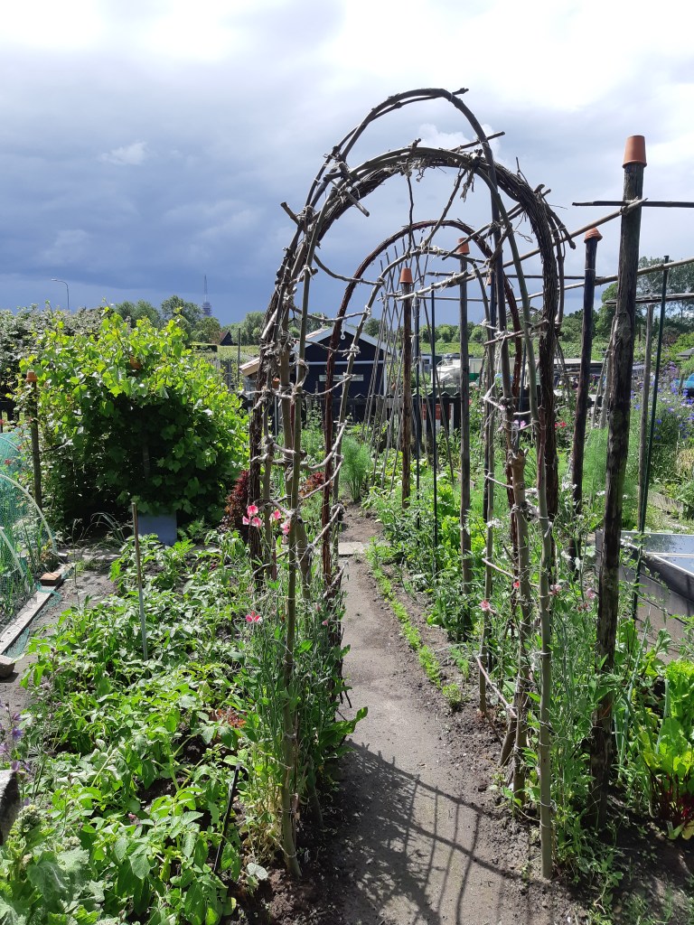 Moestuin