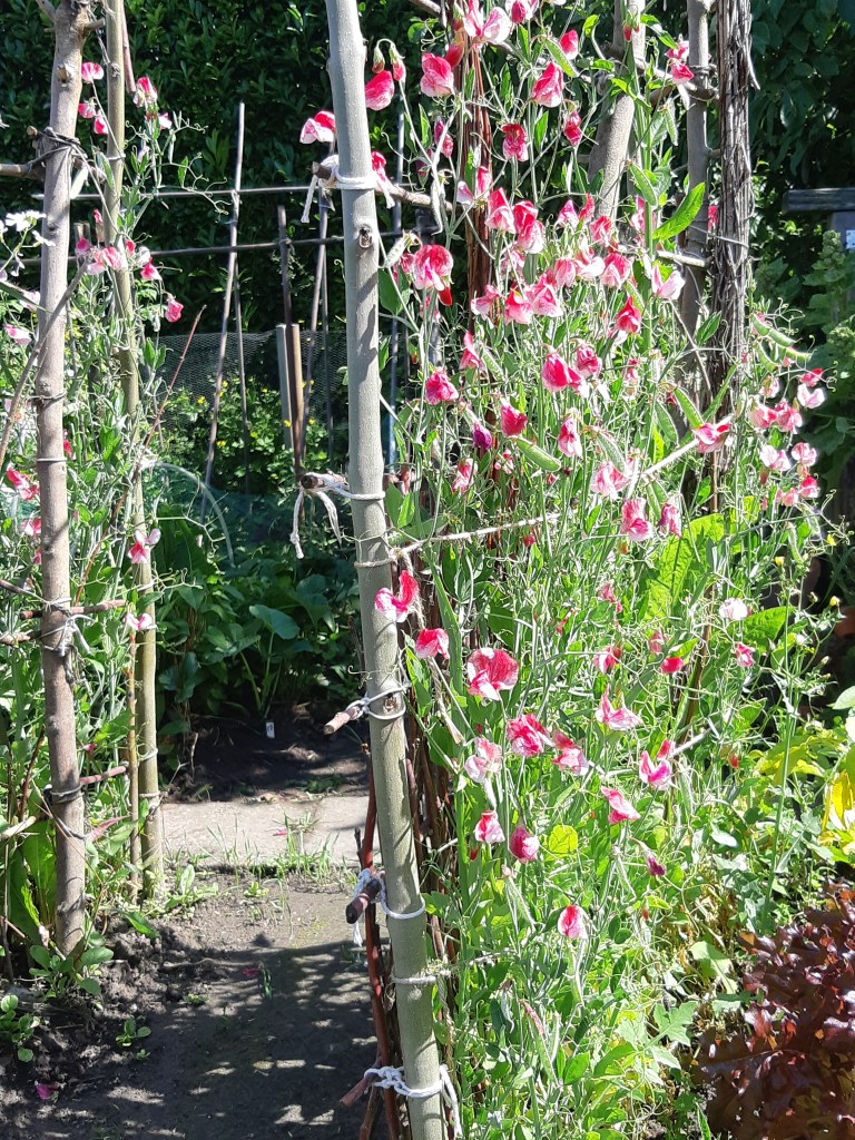Lathyrus America