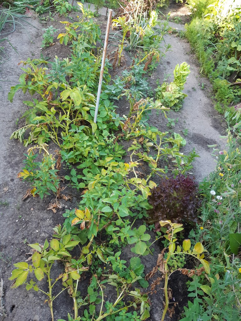 Aardappelplanten