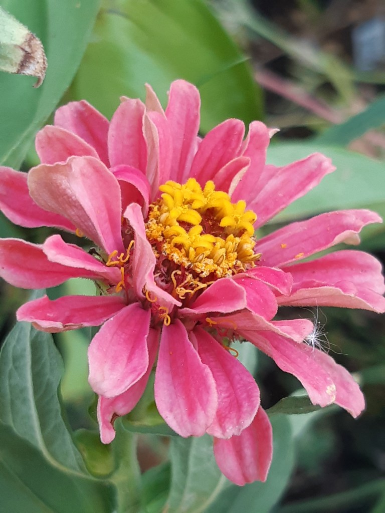 Zinnia