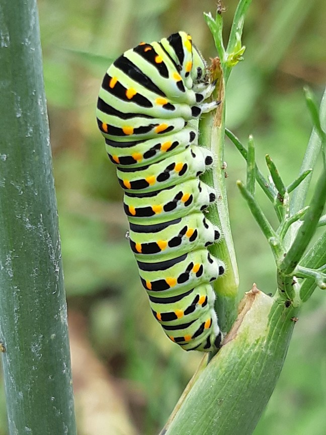 Rups van Koninginnepage