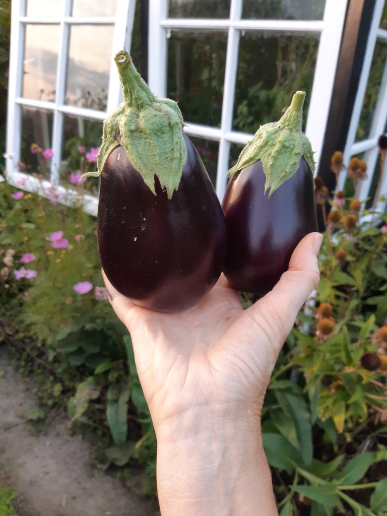Aubergine oogst